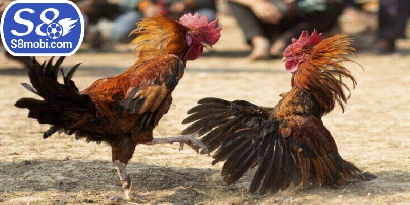 Khâu kiểm tra sức khỏe cũng quan trọng không kém khi chăm sóc kê