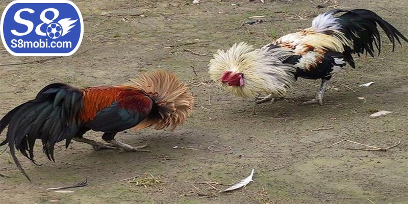 Với cách chăm sóc gà chọi thành viên cần điều chỉnh chế độ luyện tập