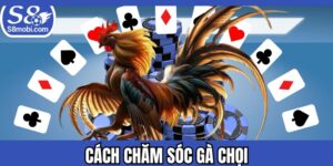 Cách Chăm Sóc Gà Chọi