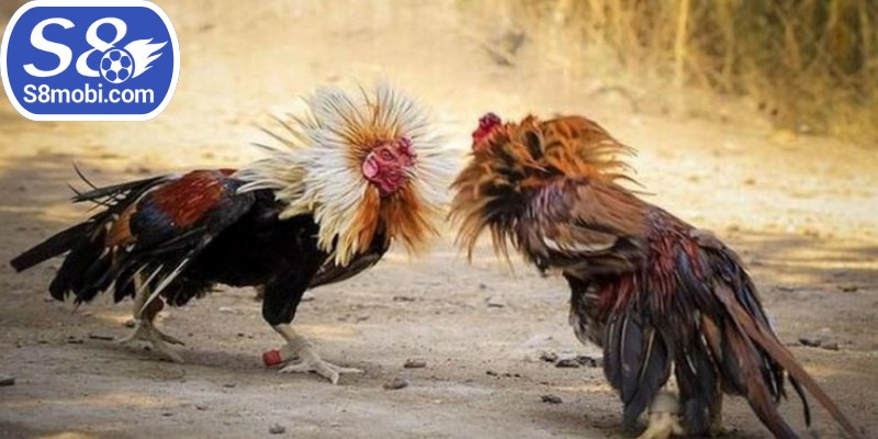 Đá gà Campuchia là lựa chọn hàng đầu của giới đam mê cá cược