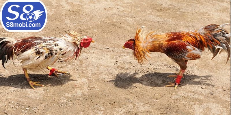 Một lý do khiến anh em sư kê mê mẩn là hệ thống kèo cược phong phú