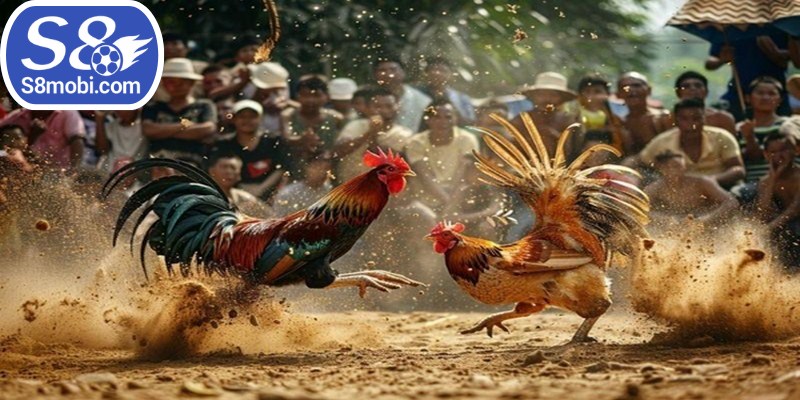 Để có thể thắng cược bạn cần biết cách cá cược hay