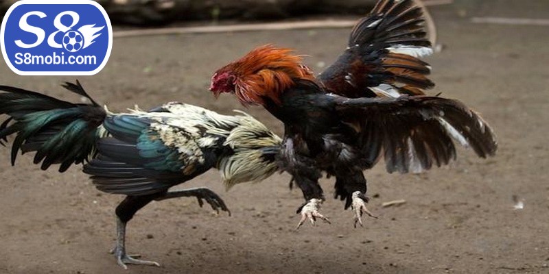 Đá gà casino là hình thức cá cược hấp dẫn hàng đầu làng giải trí