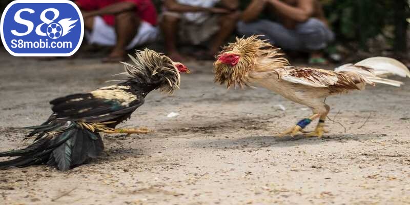 Mọi trận đấu rất chất lượng nên thành viên được theo dõi linh hoạt