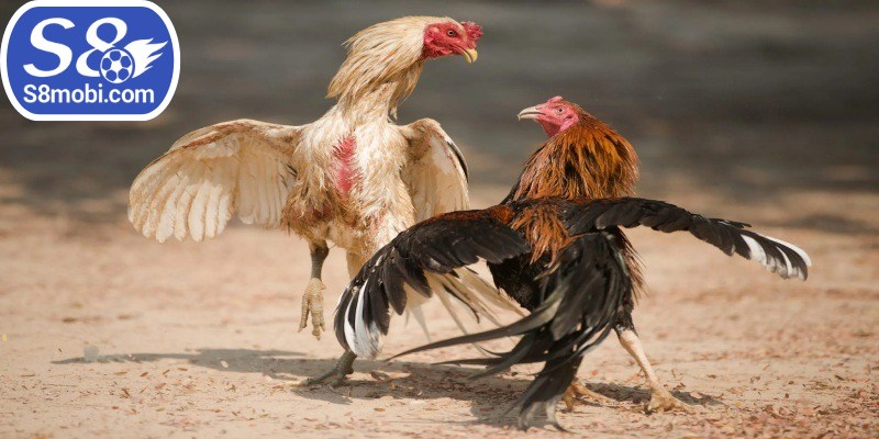 Hãy ưu tiên cửa Meron để có cơ hội thắng lớn cho anh em