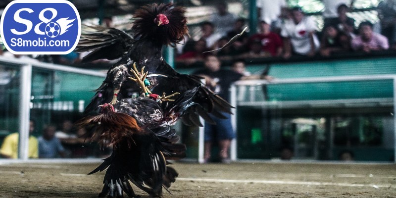 Đá gà chọi C1 là trò chơi hấp dẫn có quy mô lớn hiện nay 