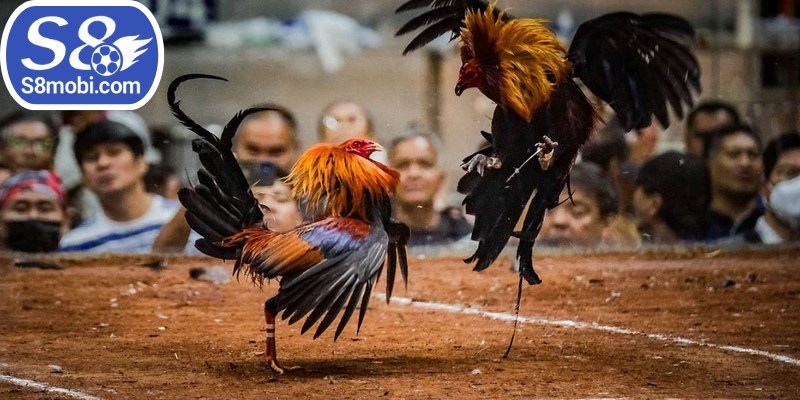 Thời gian so tài là một phần không thể thiếu của đá gà chọi C1 