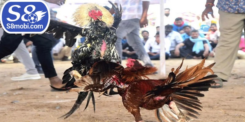 Chỉ nên lựa chọn từ 1 đến 2 trận đấu để chơi mỗi ngày 