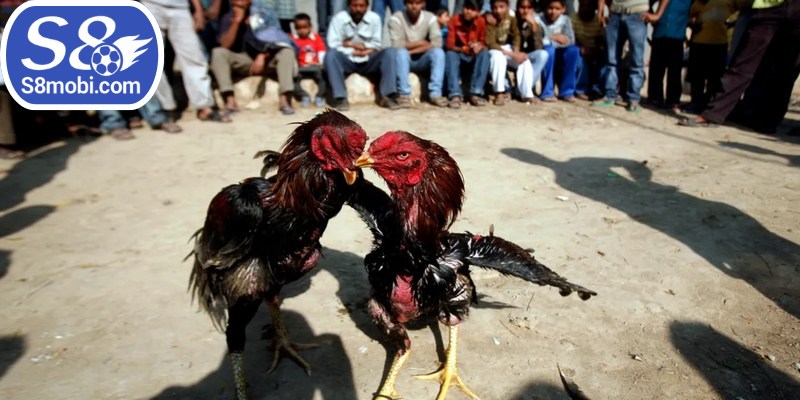 Đá gà chọi C3 một trong số những sự kiện chuyên nghiệp và hấp dẫn nhất 