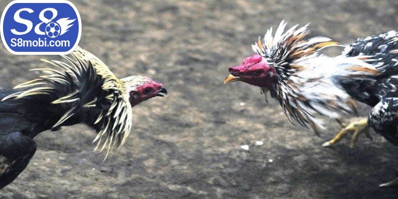 Những trận đấu gay cấn đến nghẹt thở của các chiến kê 