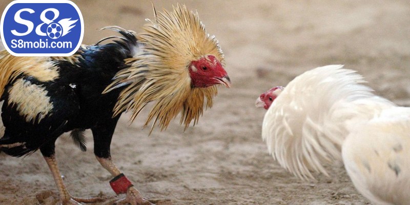 Các quy tắc cá cược trong đá gà chọi C3 chuẩn nhất 