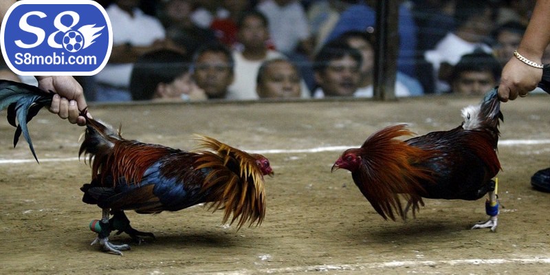 Đá gà trực tiếp BLV là hình thức giải trí hấp dẫn