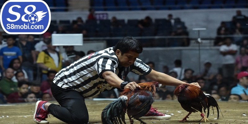 Các trận đá gà trực tiếp bình luận viên dễ theo dõi trên đa thiết bị