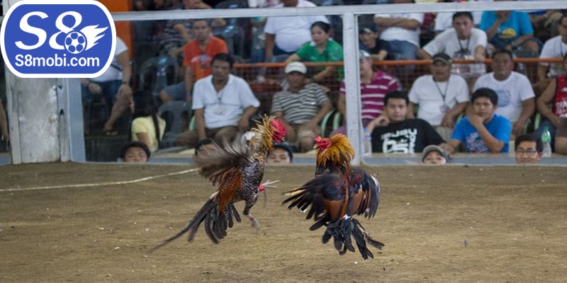 Hình thức giải trí chọi kê giúp anh em mới gia nhập dễ tiếp cận